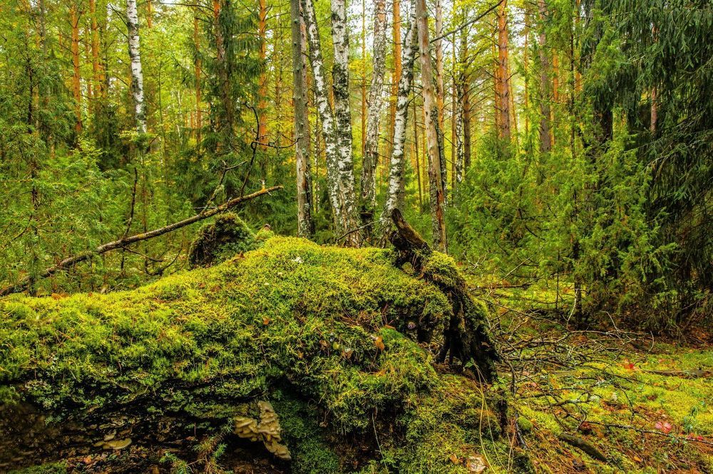 Photograph by Александр Халимов