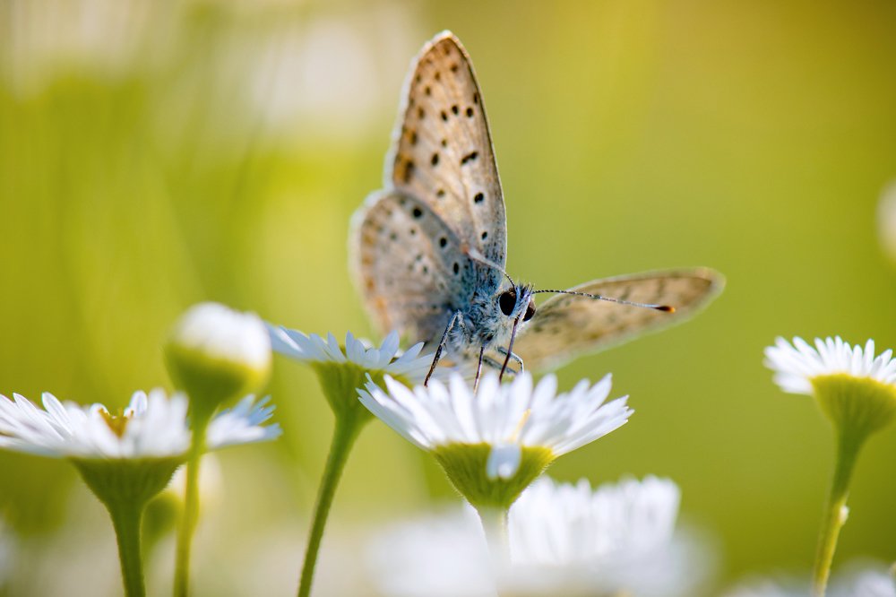 Гадание на ромашках