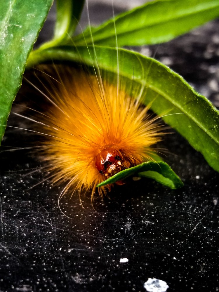 Фотография автора Rudra Prasad Dhungana