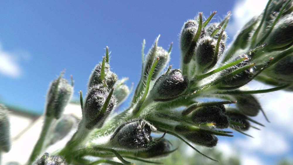 Зеленый цвет - жизнь