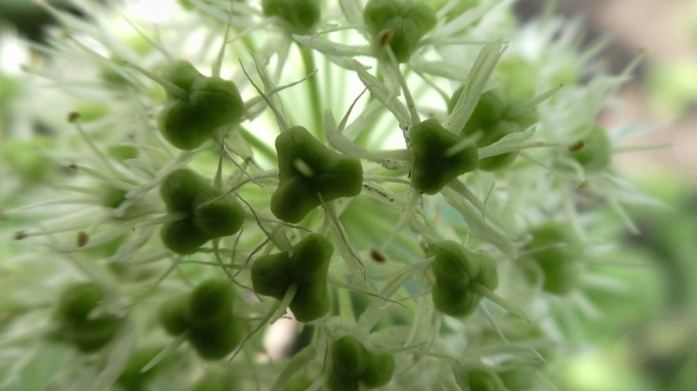 Инопланетный цветок