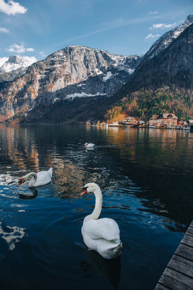 Swans in Hallstatt