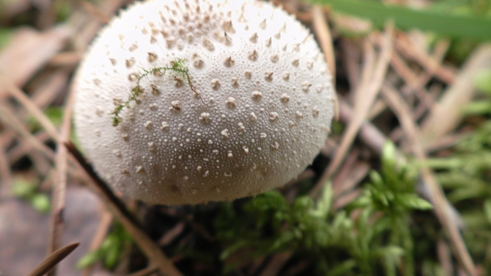 Лесной гриб