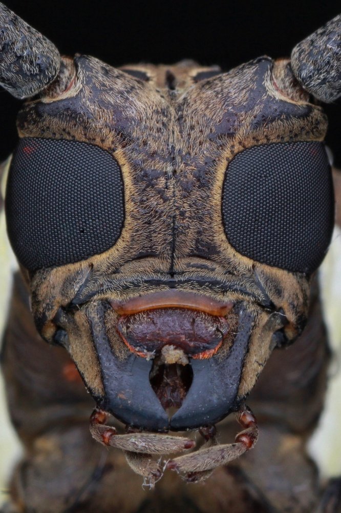 Фотография автора Y.P Agung