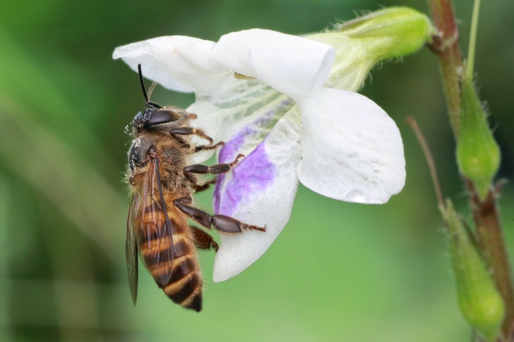 Фотография автора Y.P Agung
