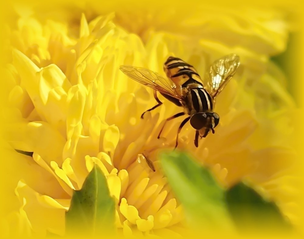 Photograph by Елена Трапезникова