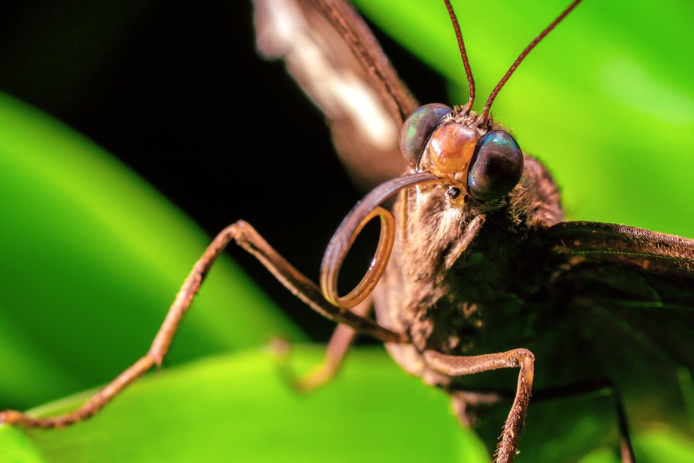 Photograph by Khaffizzul Abdullah