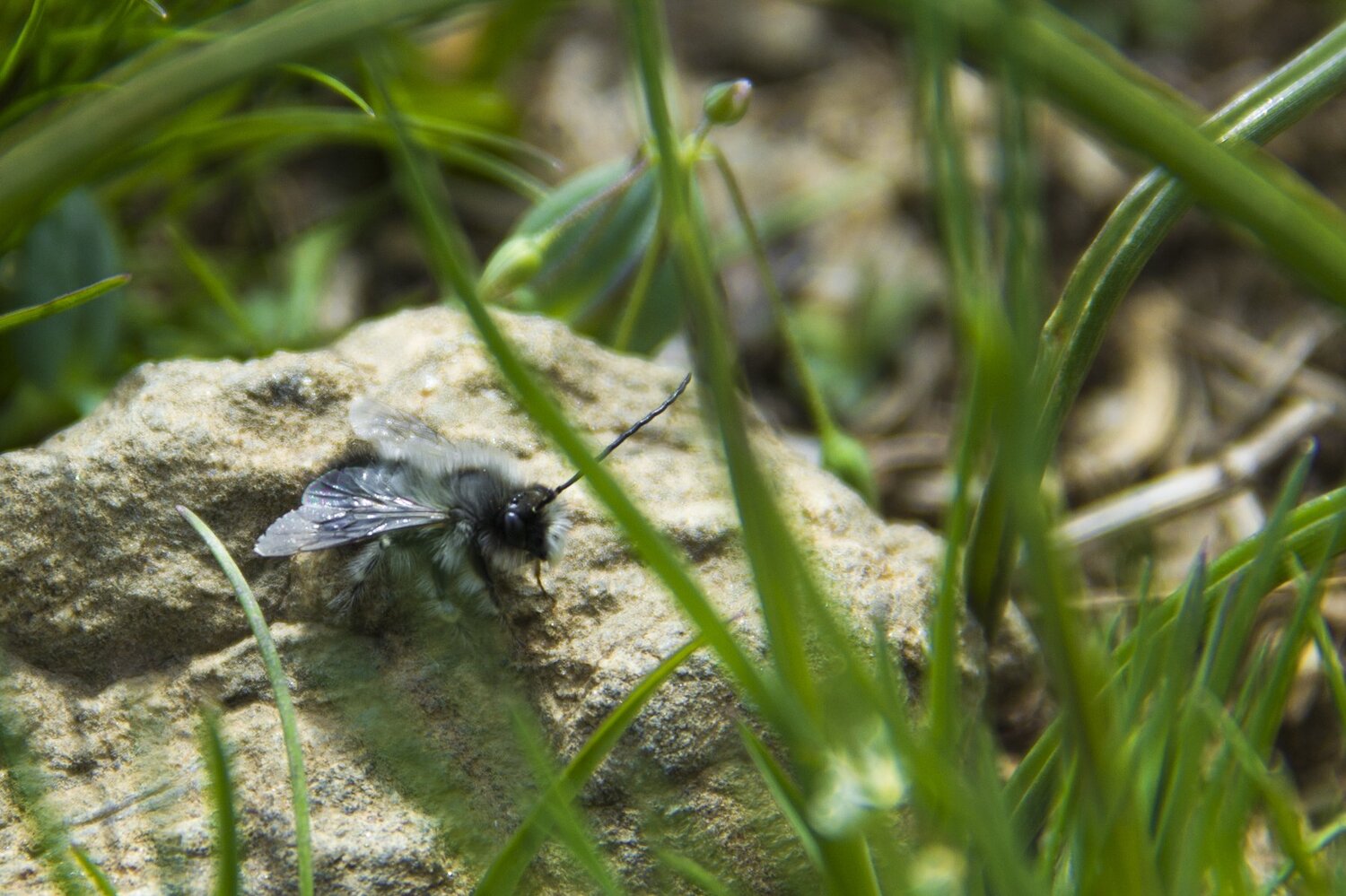 Little bee