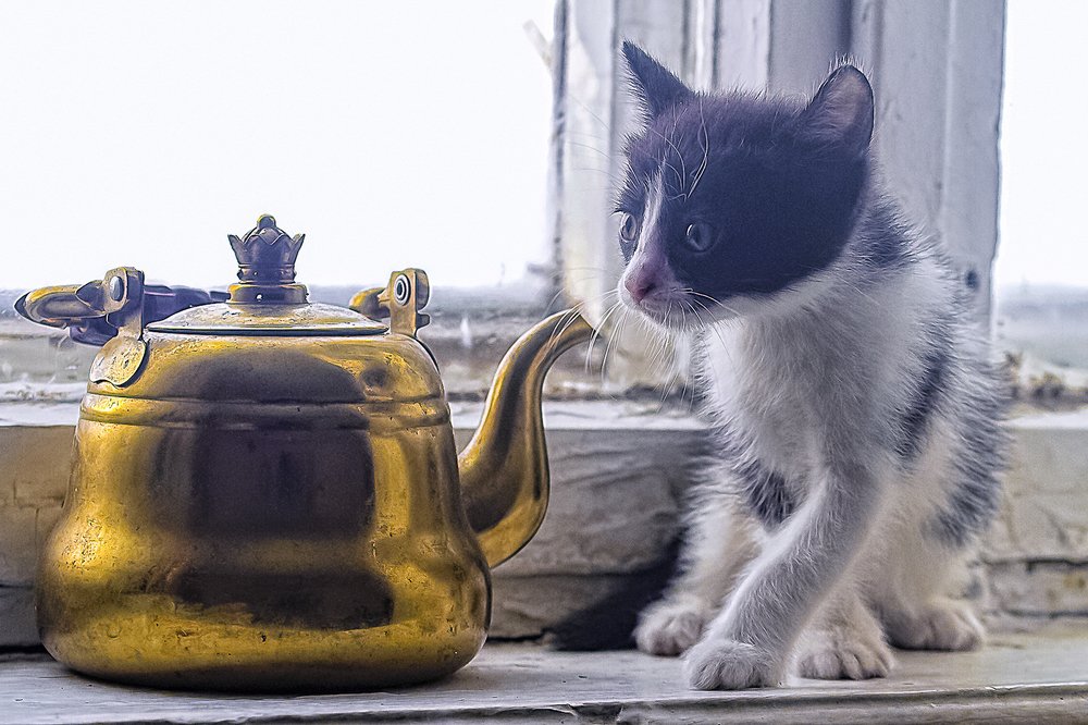 Тигрёнок, выходи! Без тебя так скучно!