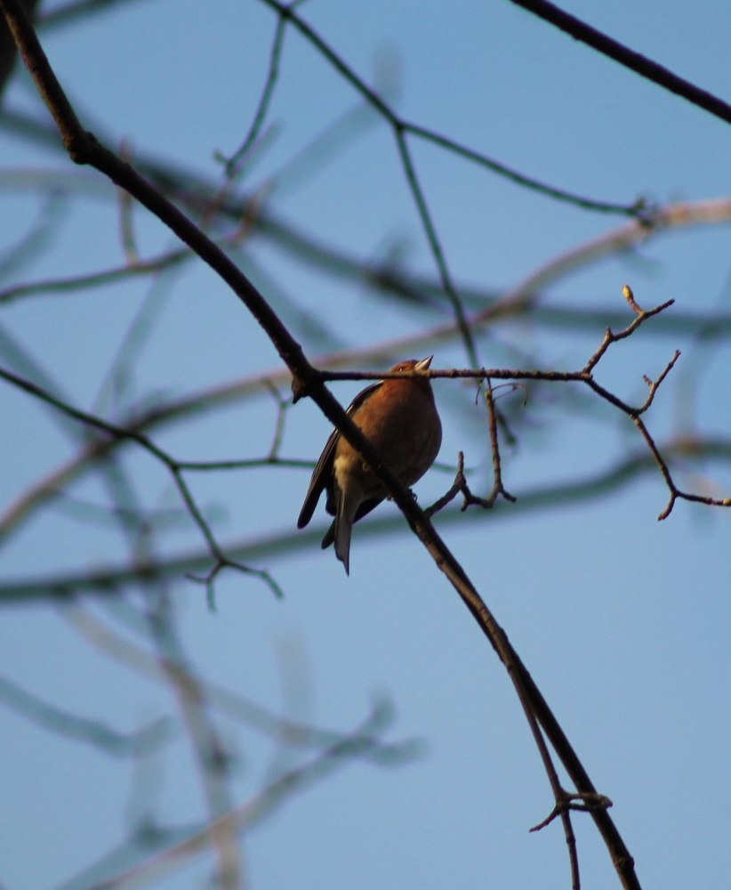 Photograph by Ирина Поваляева