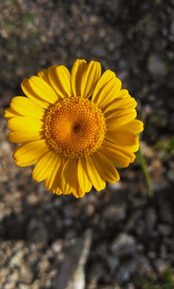 Photograph by Ирина Поваляева