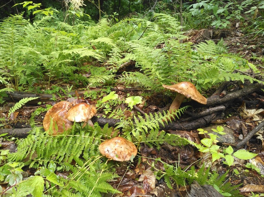 Photograph by Ирина Поваляева