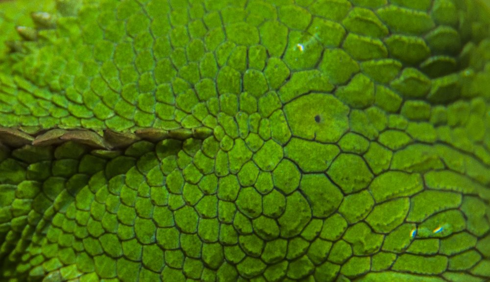 Photograph by Chamara Sulakkhana Polwatta Siriyalage