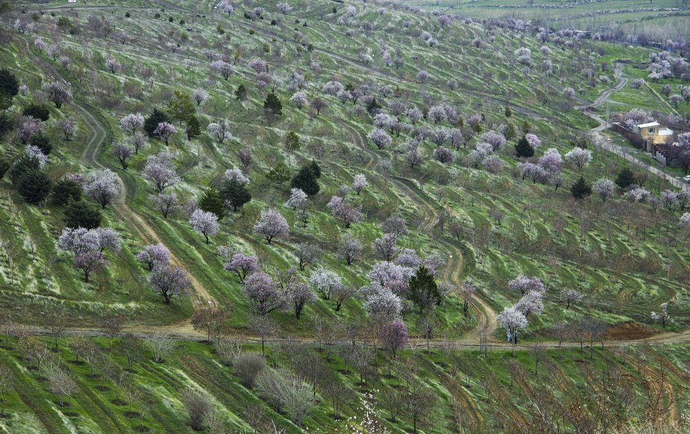 spring blossoms