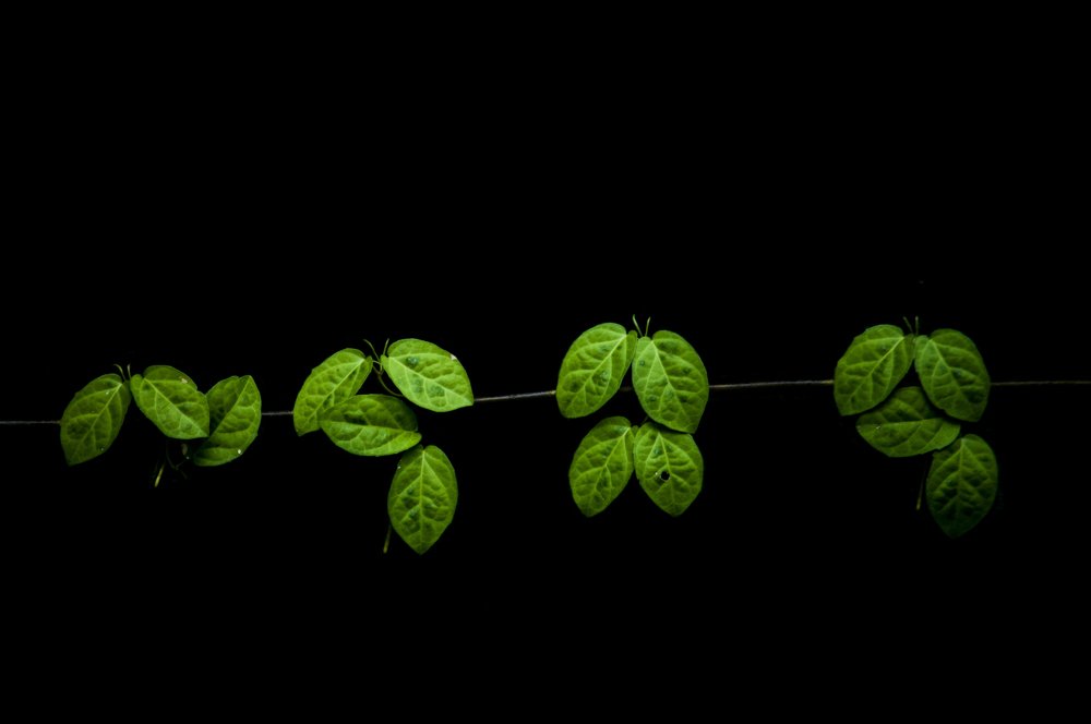 Photograph by Chamara Sulakkhana Polwatta Siriyalage