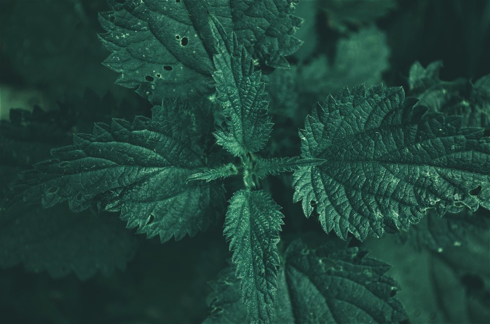 Photograph by Юрій Осипчук