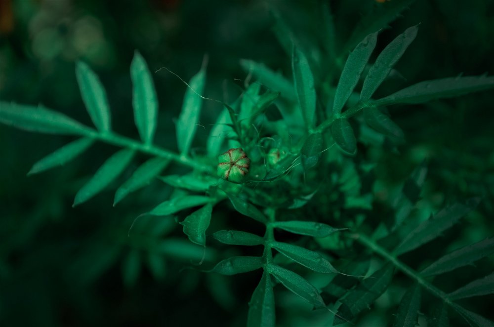 Photograph by Юрій Осипчук