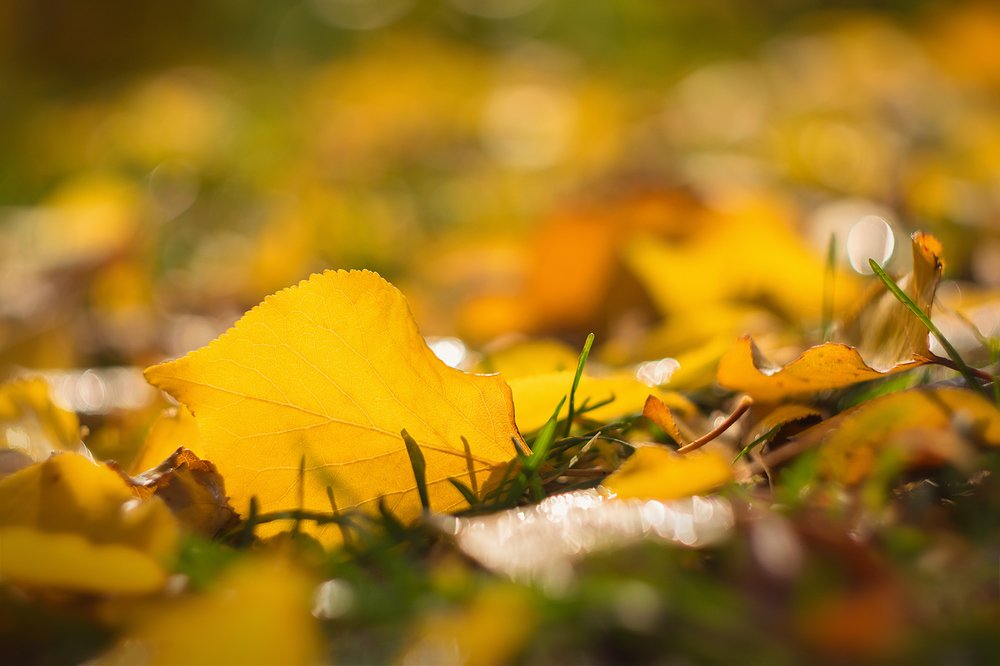 Photograph by Никанорова Ольга