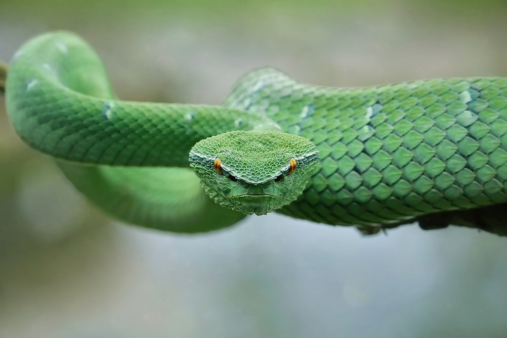 Green Pit Viper