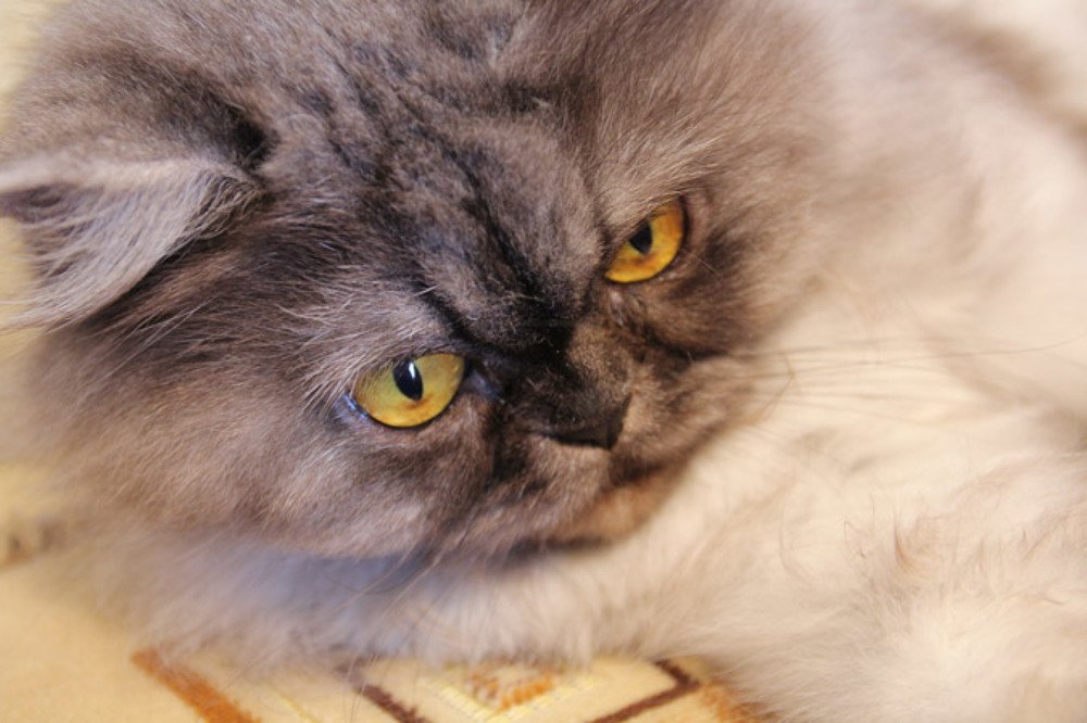 Красавица Бонифация