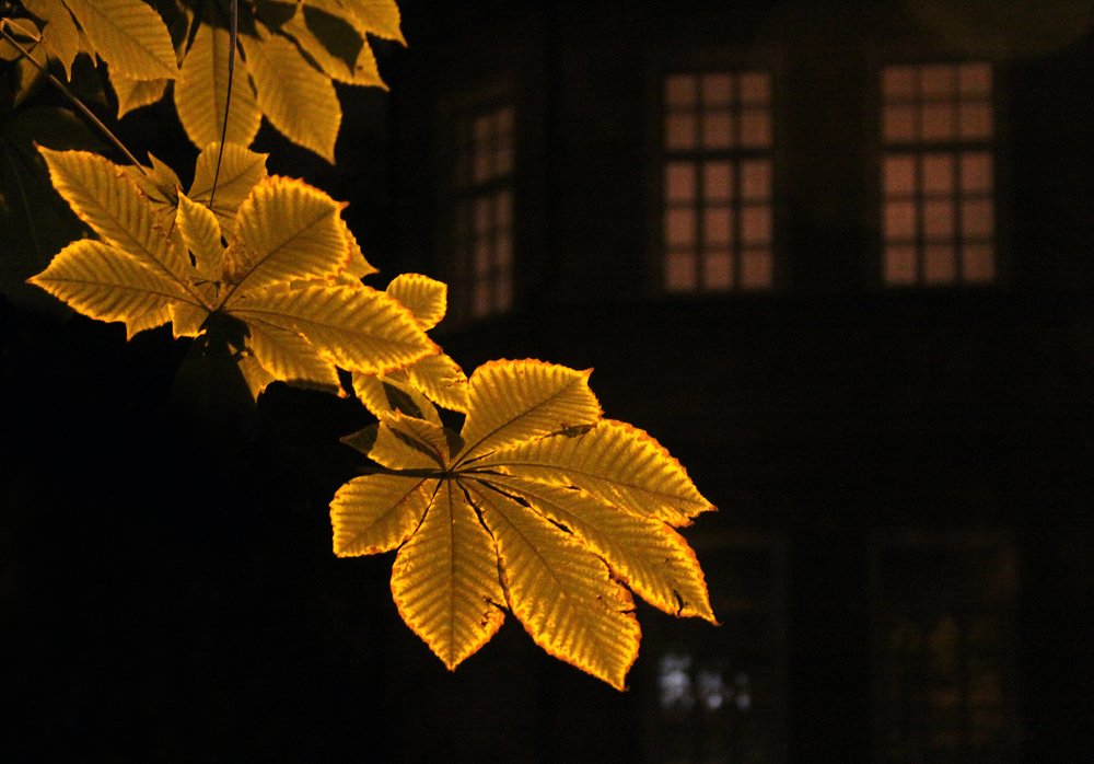 Золотой лист