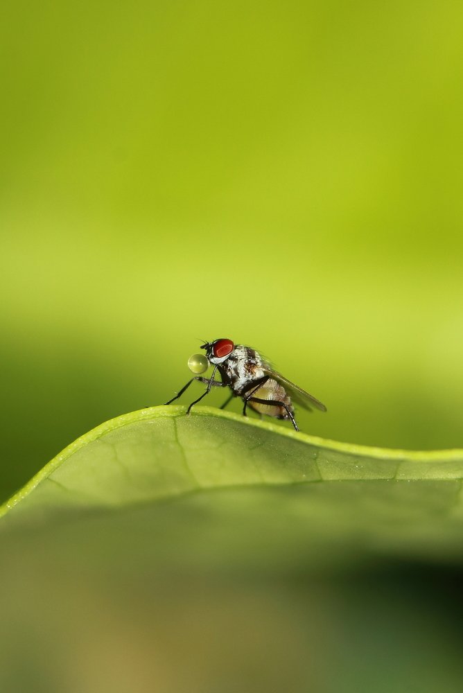 Photograph by Yusuf Buchari