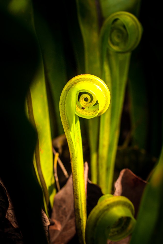 Детёныш папоротника