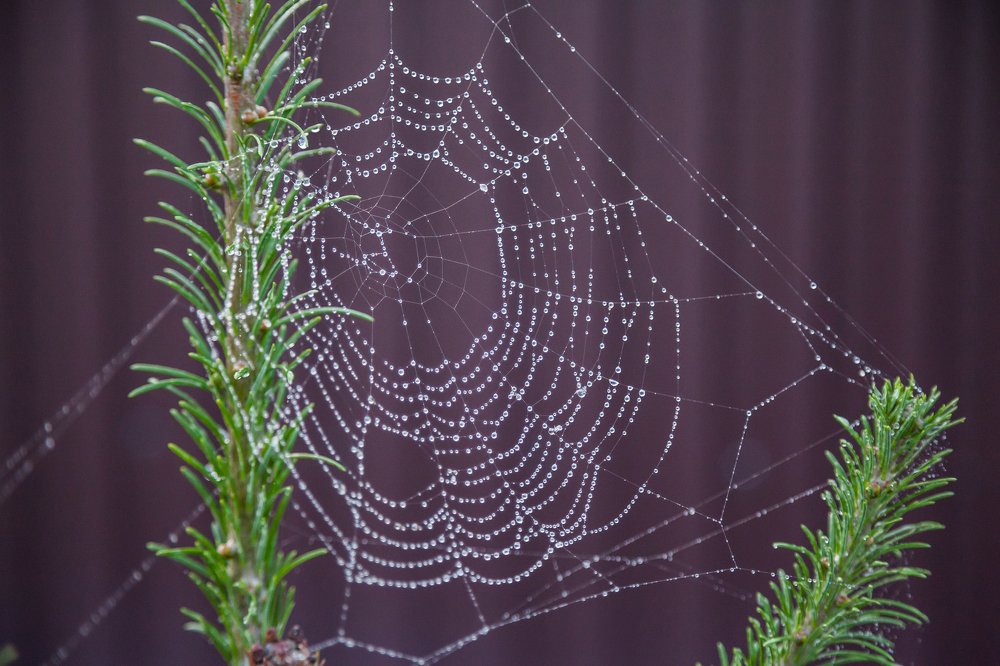 Photograph by Александр Лапшин