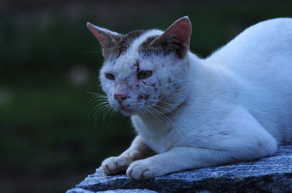 Photograph by B.KUSHA KUMAR Kumar