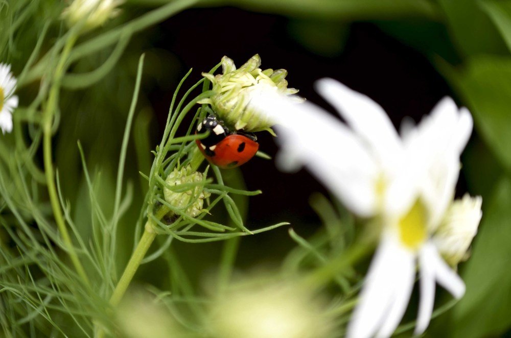 Божья коровка