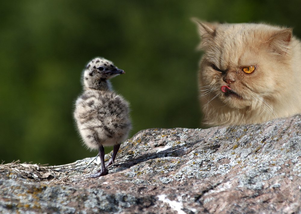 Рыжий, что облизываешься?