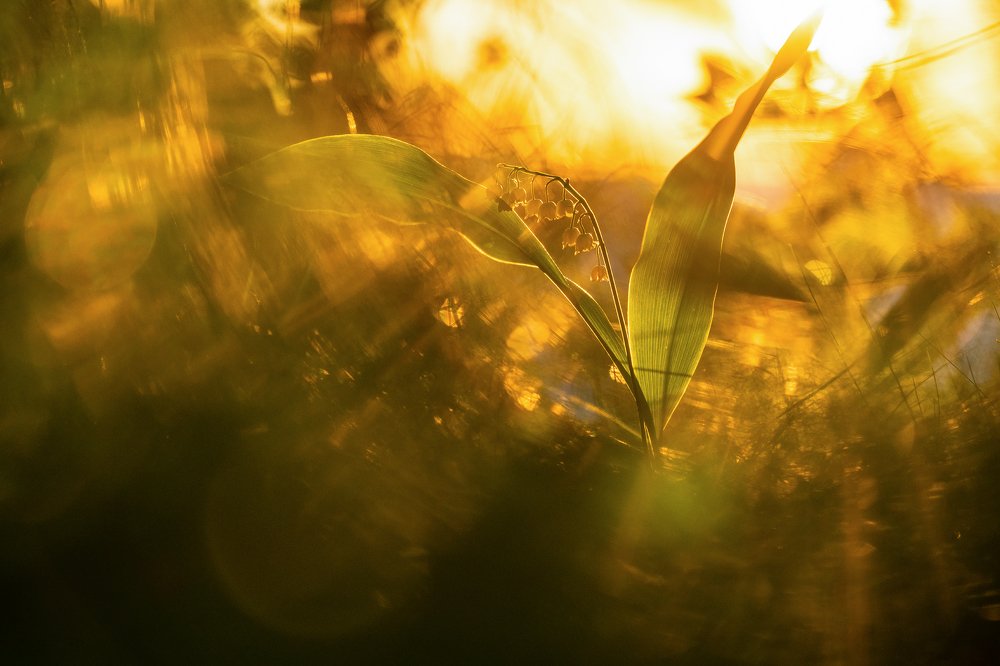 Искрился вечер