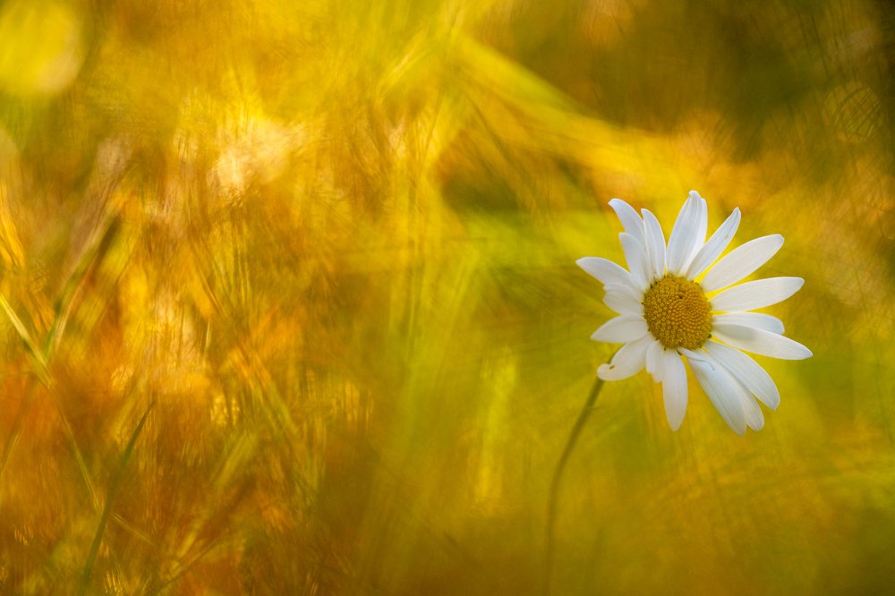 Цветочно-медовое