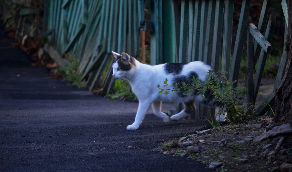 Photograph by Ирина Мозговая