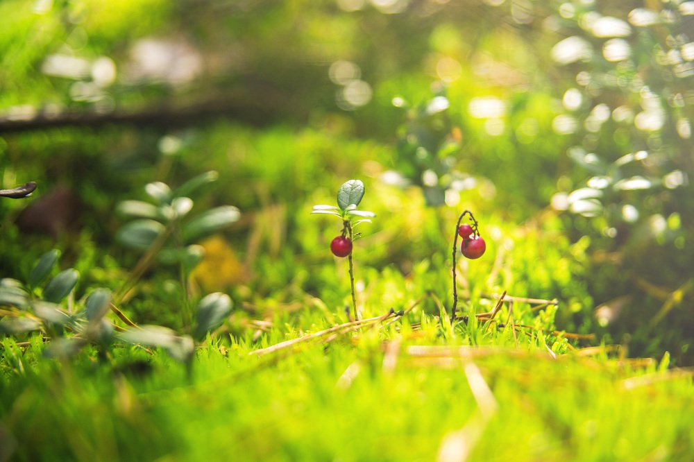 Ягоды Карелии