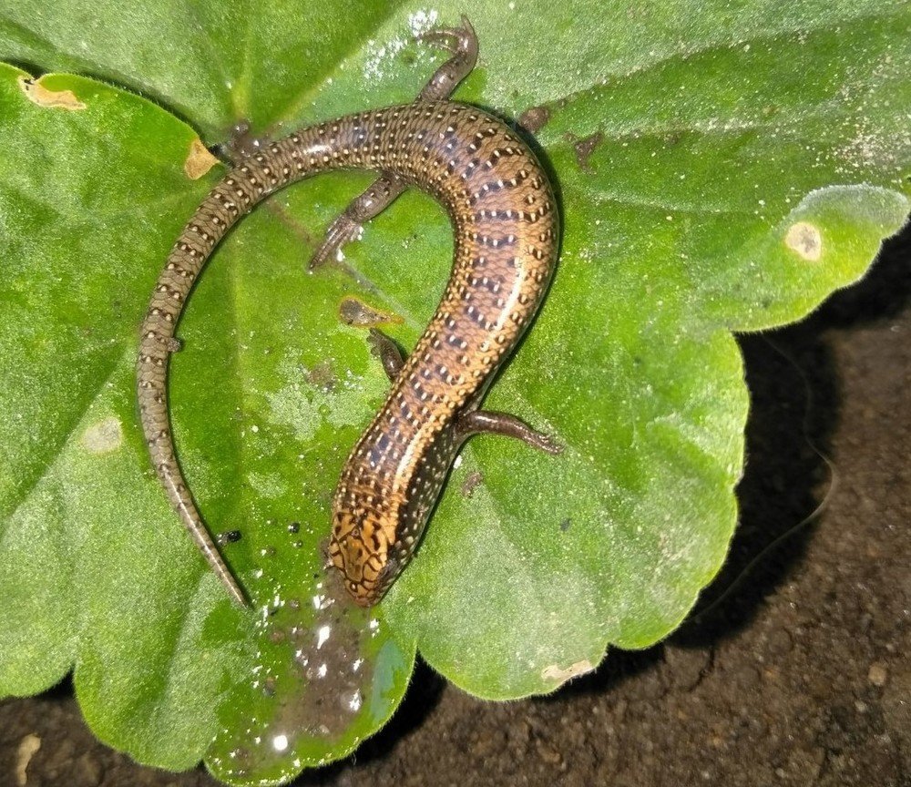 LE LÉZARD ET LE GÉRANIUM