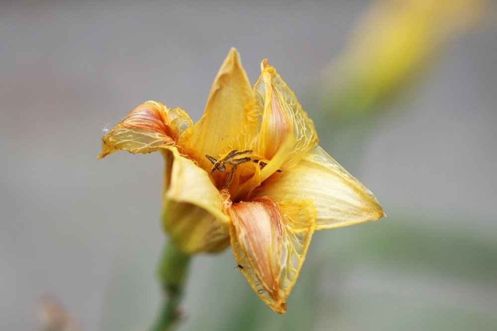 Photograph by Olga Oginskaya