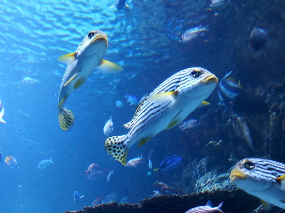 Photograph by @mashurphoto