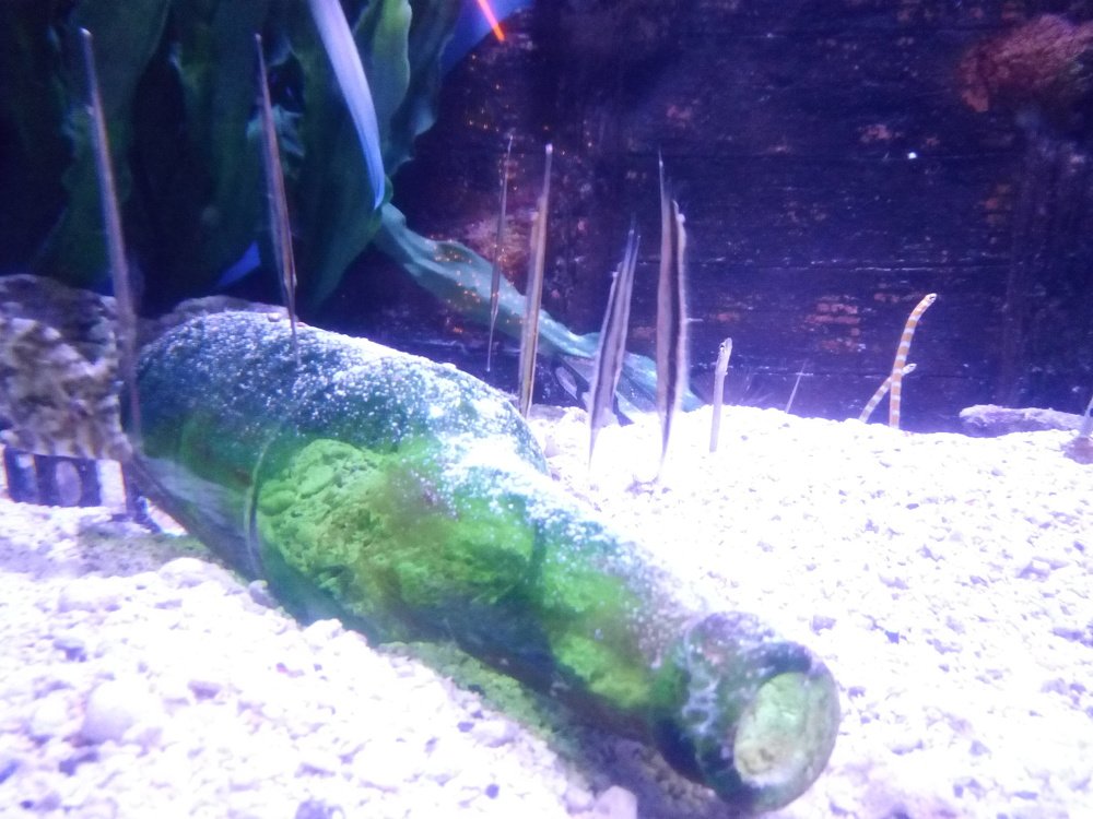 Bottle in the aquarium
