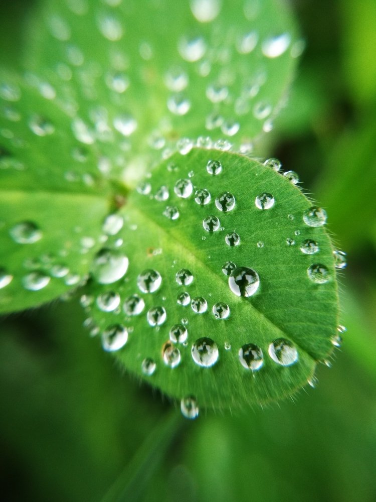 Капельки на листве