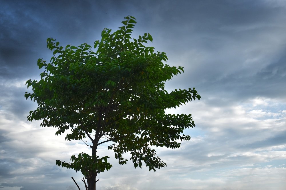 Photograph by Samrick Manna