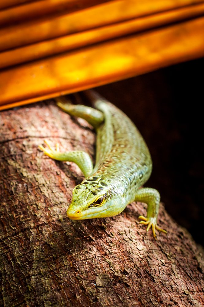 Житель священного дерева