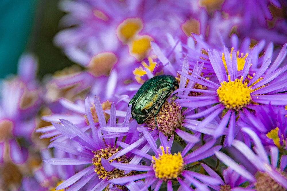 Photograph by Людмила Шафрай