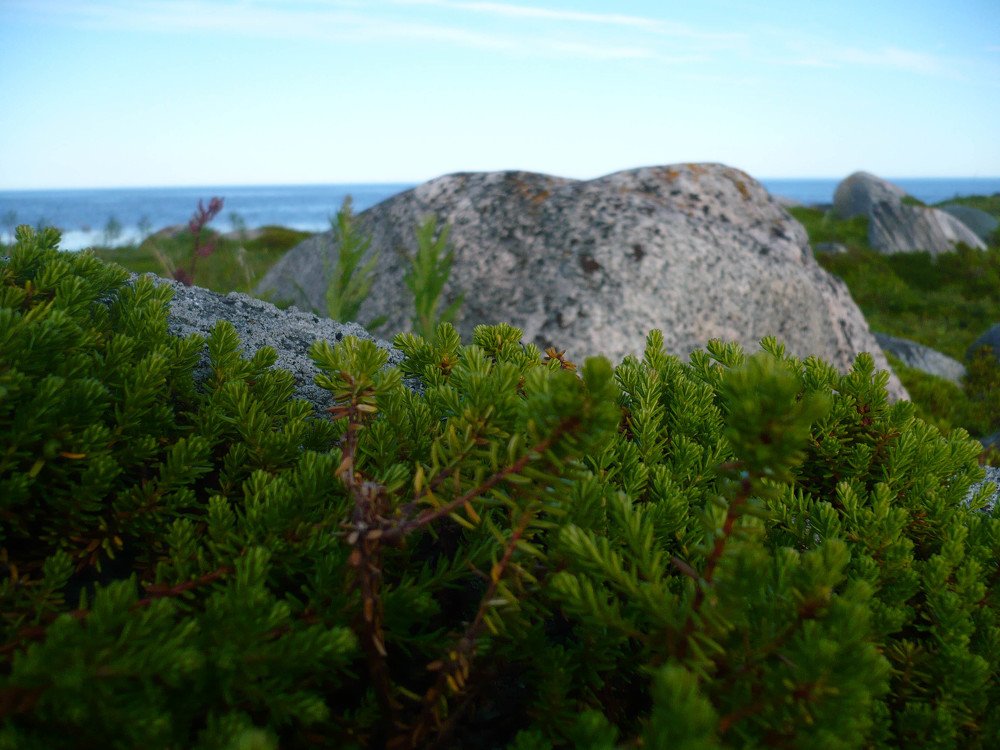 на ковре из вороники