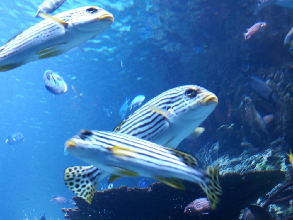 Photograph by @mashurphoto