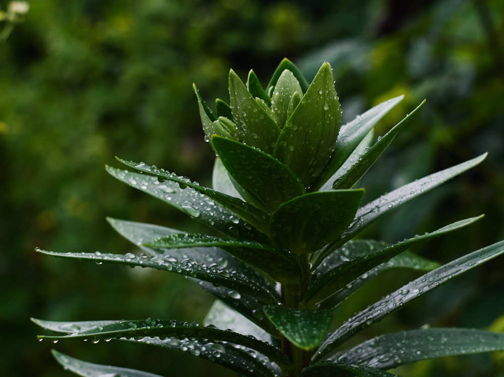 Aloe herb