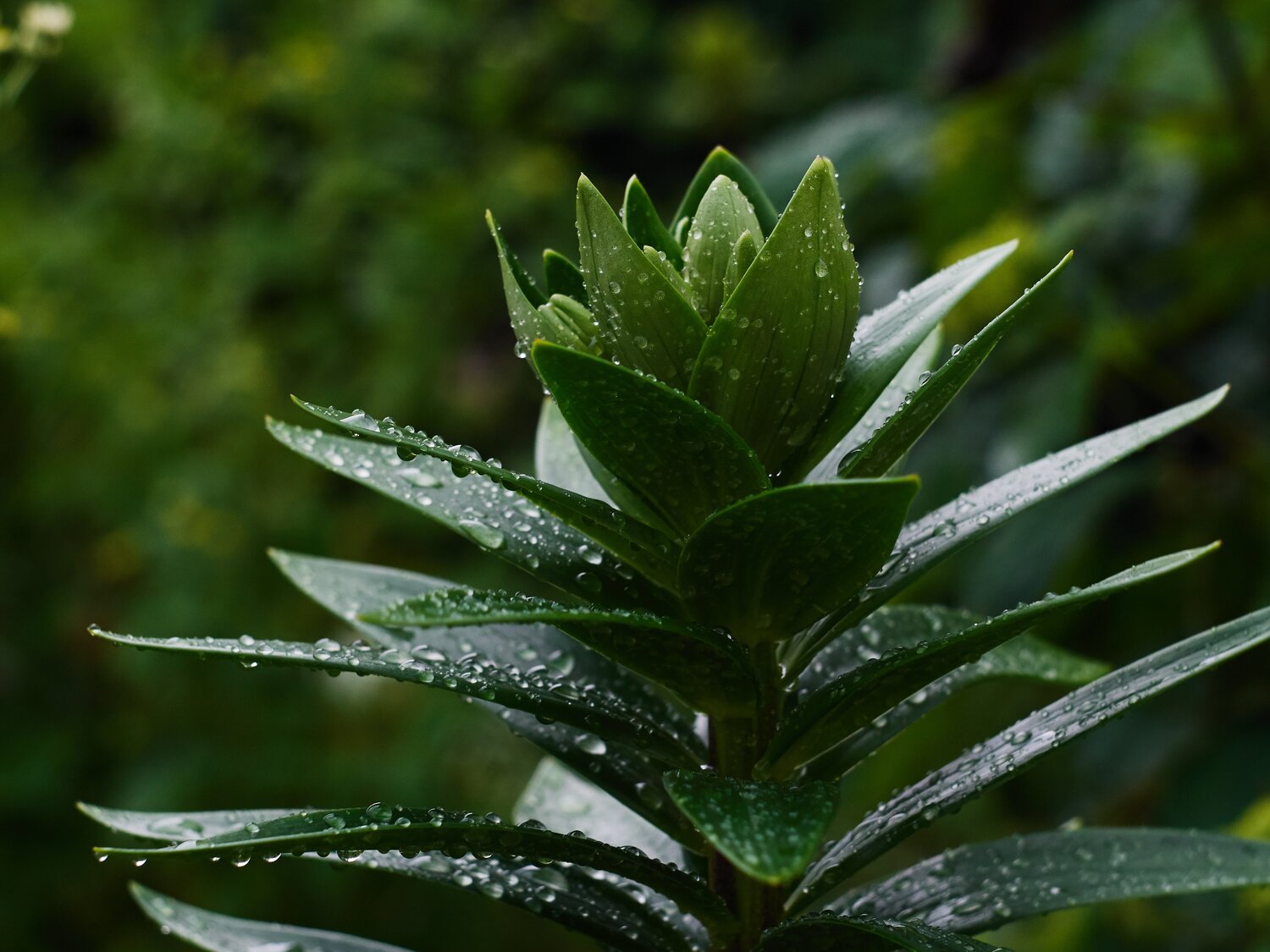 Aloe herb