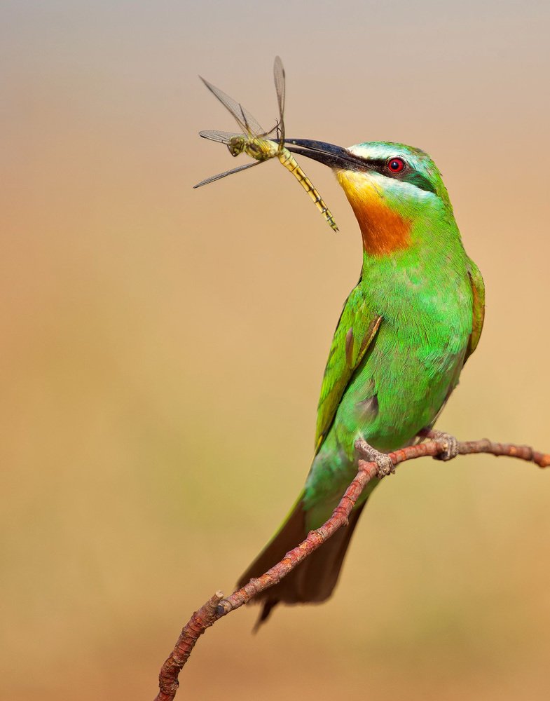 Blue-cheeked Bee-Eater - Зелёная щурка