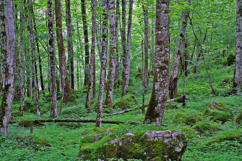 Берендеев лес