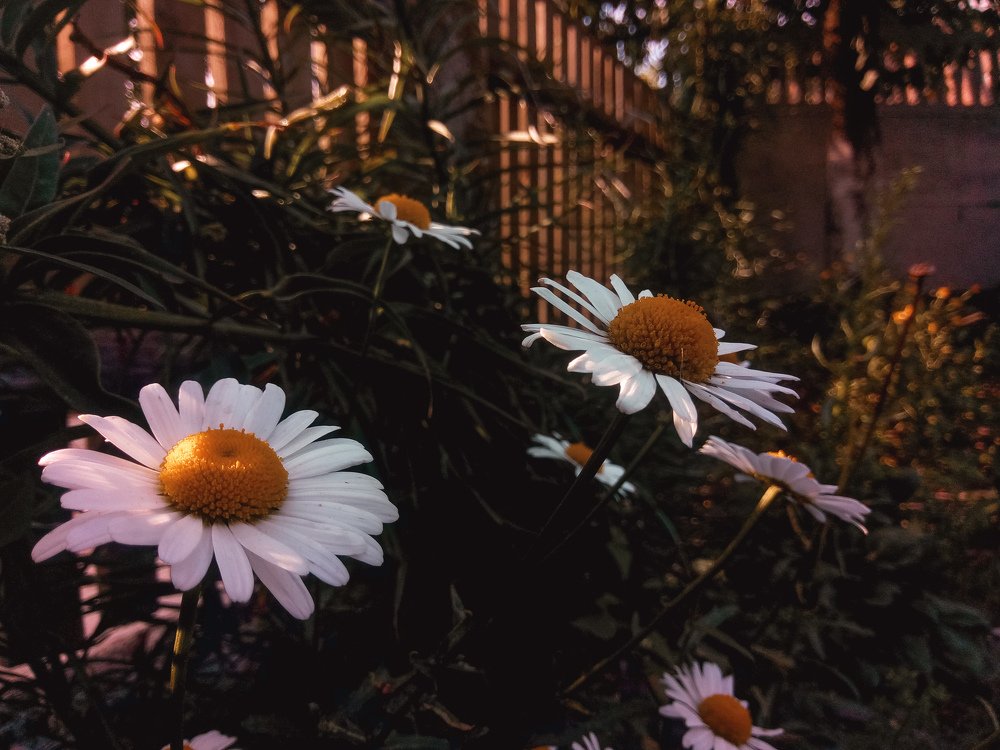 Photograph by Onikiichyk